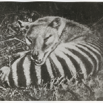 Cover image for Photograph - Tasmanian Tiger (Thylacine)