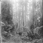Cover image for Photograph - Tasmanian native forest - stand of tall straight eucalypts - man with horse ( 2 images)