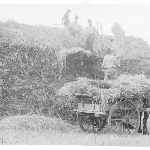 Cover image for Photograph - Tasmanian agricultural scene - making a haystack
