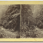Cover image for Photograph - Fern Tree - New Water Works - S. Clifford stereoscope