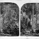 Cover image for Photograph - Sassafrass Valley showing the trunks of the tall gum trees some idea of the size may be gained by ? the female figure??? the foremost tree - stereoscope