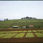 Cover image for Photograph - 35mm colour transparency 6292 - Forthside Vegetable Research Station. Propery 6 months after purchase - showing house and some farm sheds (looking west)