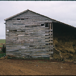 Cover image for Photograph - 35mm colour transparency 6295 - Forthside Vegetable Research Station. Propery 6 months after purchase - hay barn showing run down condition of property