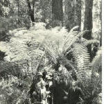 Cover image for Photograph - Manferns and forest - Savage River.  (See PH40/1/793 for identification of persons).