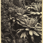 Cover image for Photograph - Fern Tree