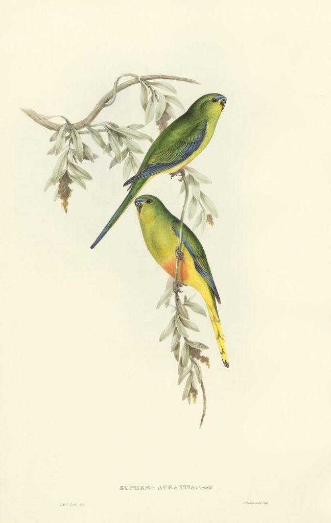 Print of two orange bellied parrots perched on the branch of a eucalyptus tree.
