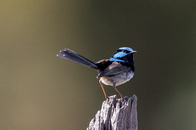 A blue-headed Superb Fairywren perched on a fencepost