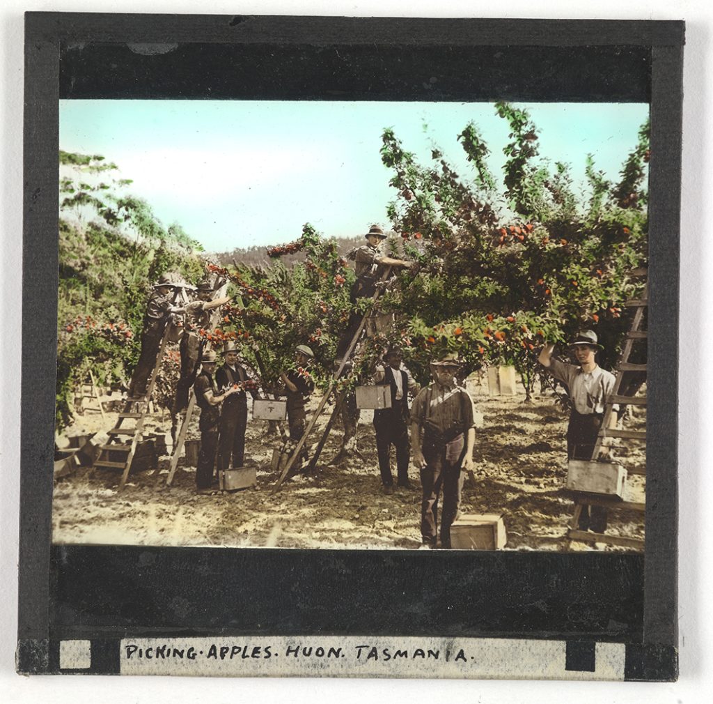 
Photograph - Picking Apples, Huon, Tasmania (Hand coloured) [Lantern Slide] [Box 5 (small box 2)]