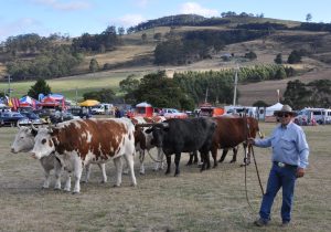A photo of 6 cattle and a man with a whip.
