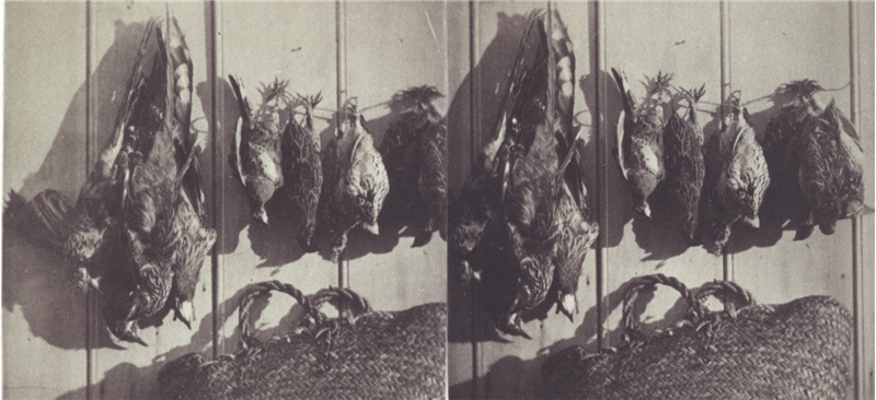 A black and white photo from the 1800s of several dead birds hanging from a wall with basket underneath.