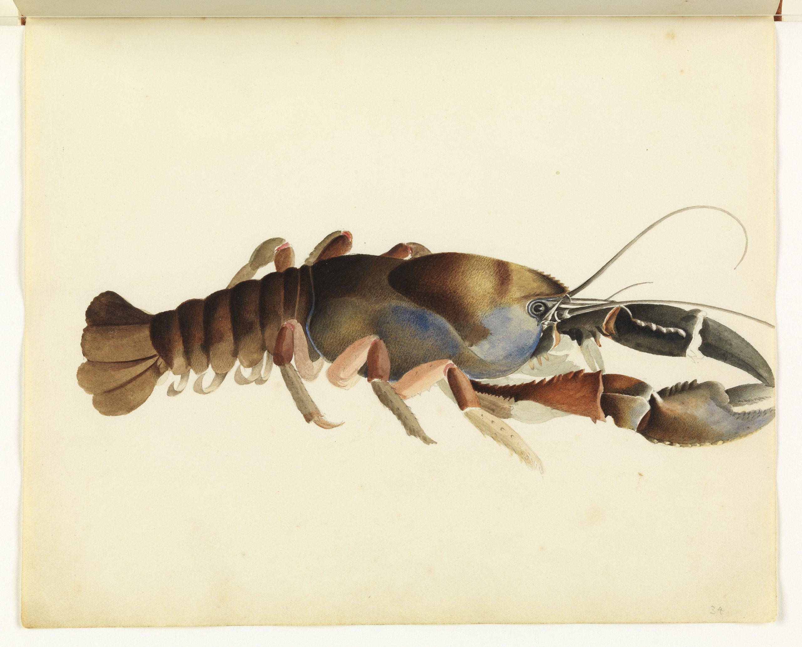 A drawing of a crayfish