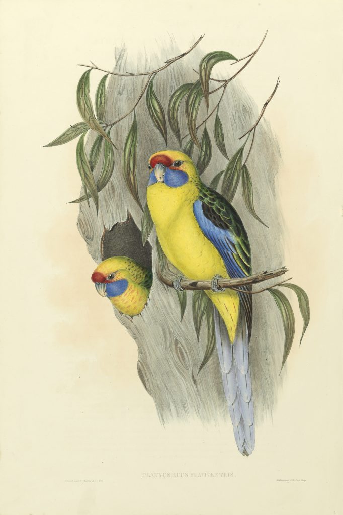 A pair of green rosellas nesting in a tree hollow. The female bird is in the hollow with her head facing out.  The male bird is perched on a branch nearby.
