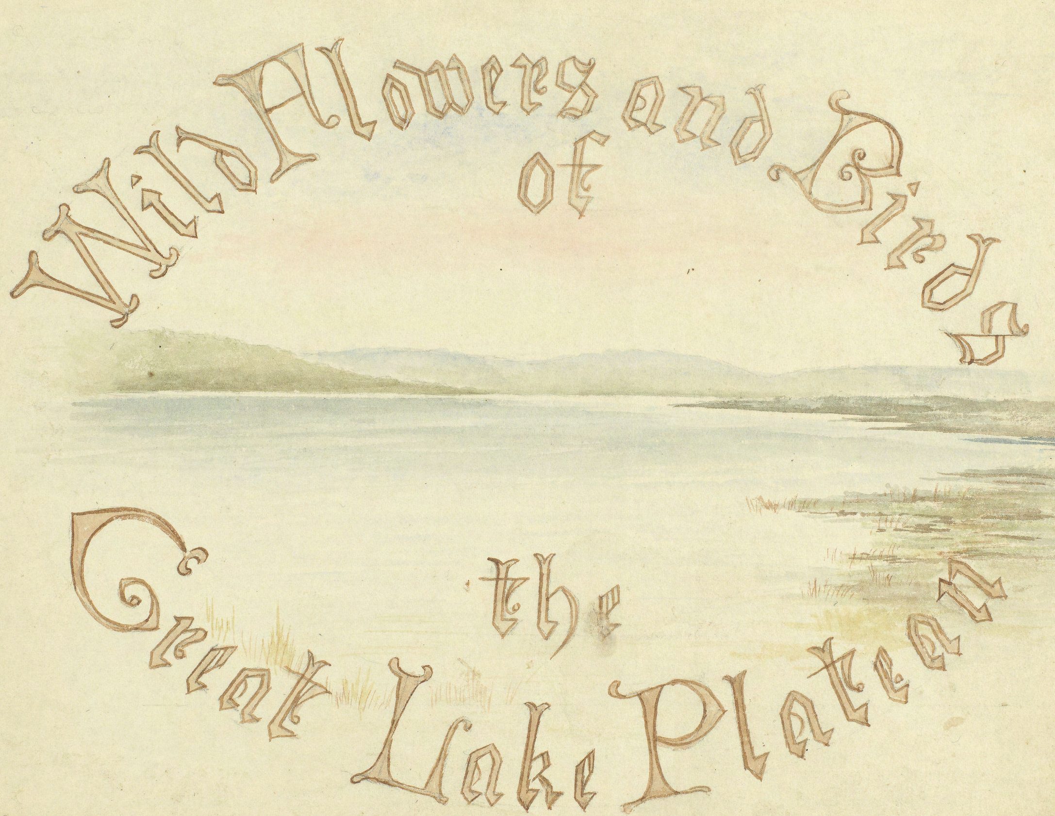 A water colour painting of a lake. Text on the page reads: "Wild flowers and birds of the great lake plateau".