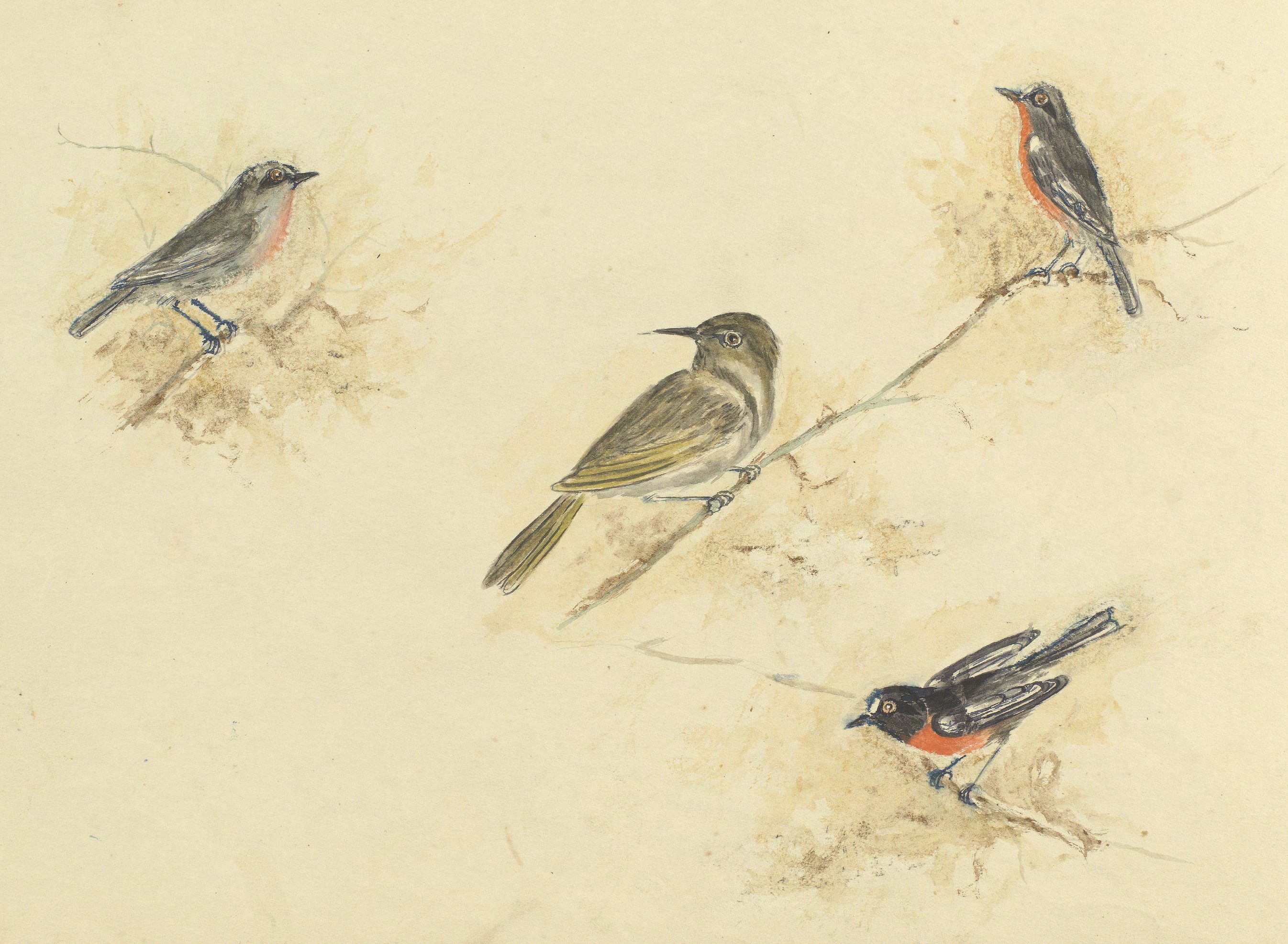 A page from a sketch book featuring a water colour painting of four small birds perched on branches. 