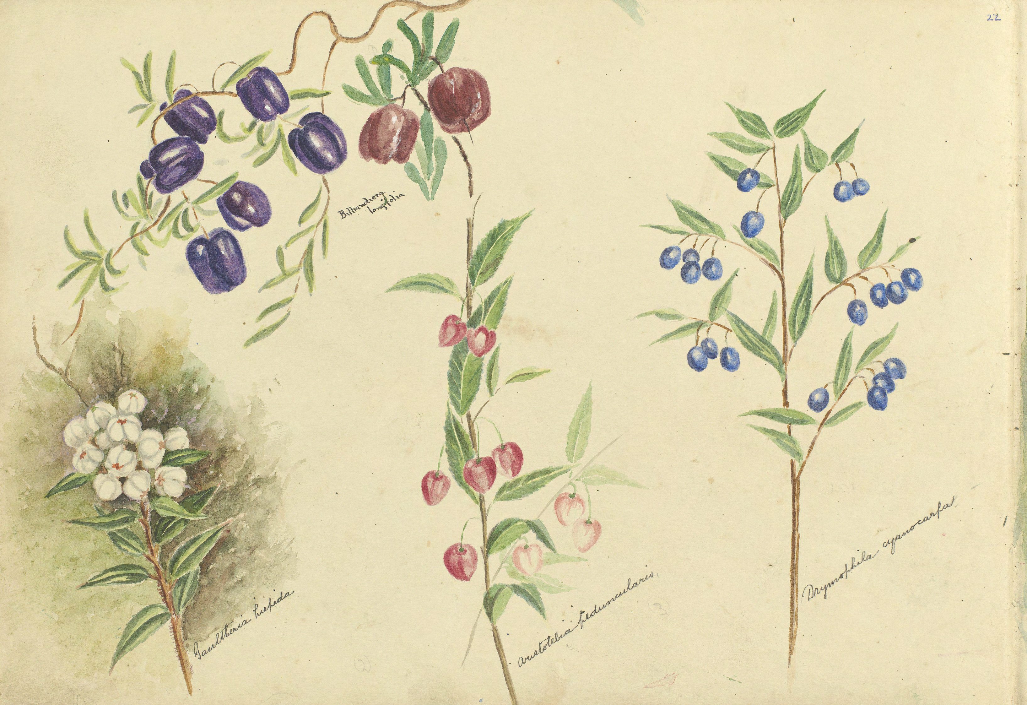 Page 22 from a sketch book featuring a water colour painting of different assorted wildflowers.  The artist has labelled each flower with the botanic name.