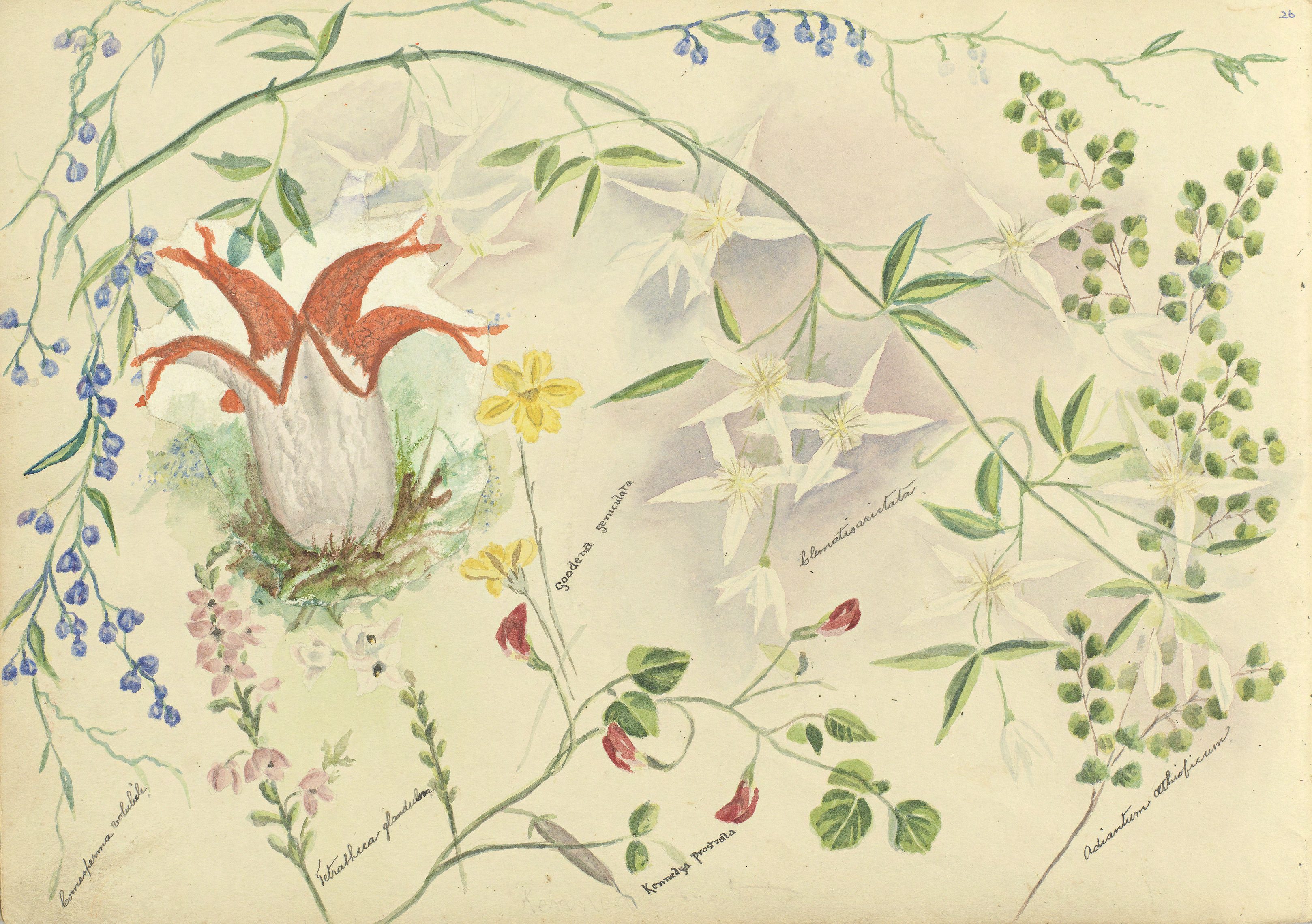 A page from a sketch book featuring a water colour painting of assorted wildflowers.  The artist has labelled each flower with the botanic name.