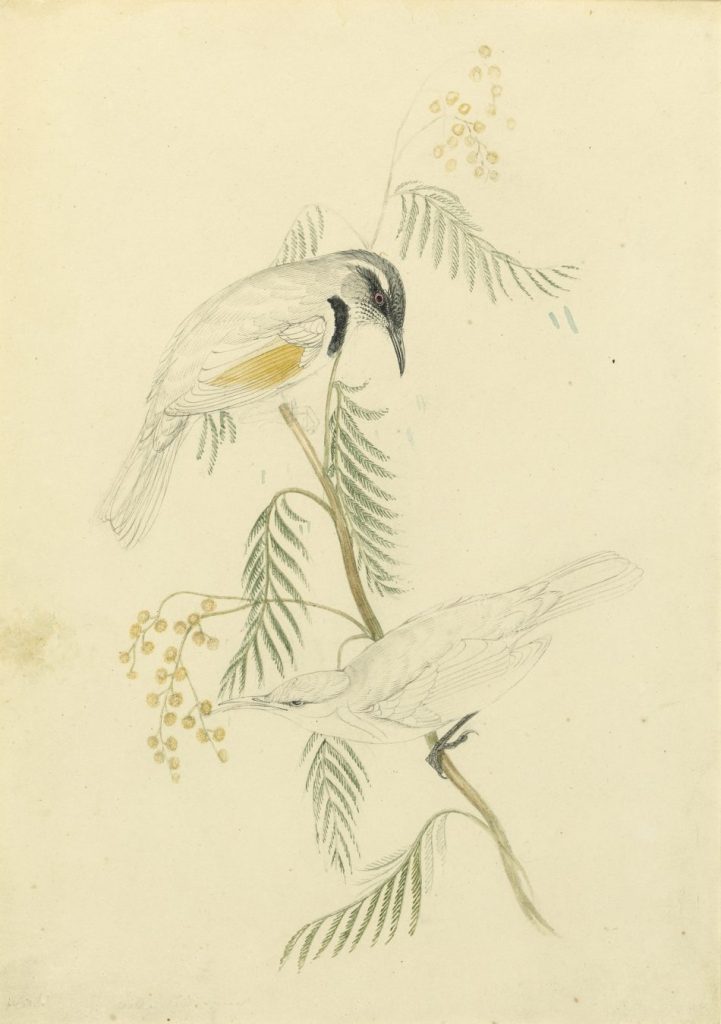 A water colour of two honeyeater birds perched on a branch of a wattle tree.