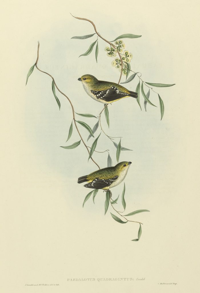 Print of forty-spotted pardalote birds perched in the branches of a white gum.