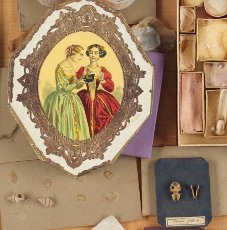 The insides of a drawer used to store shells, including shells, a bat skull and a small portrait of two women,