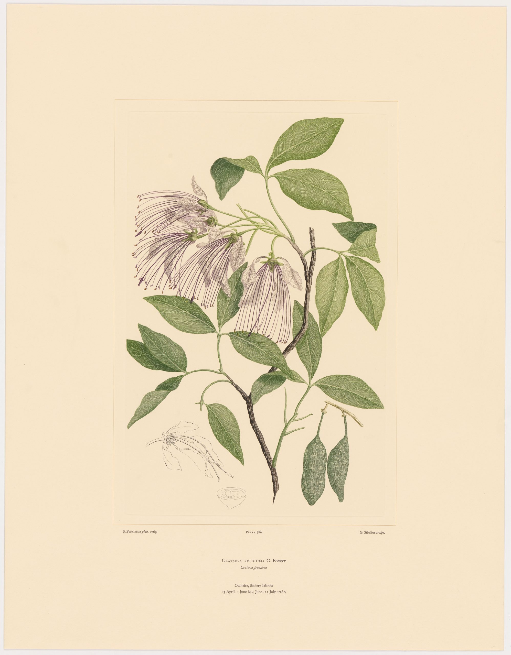 A painting of a flower