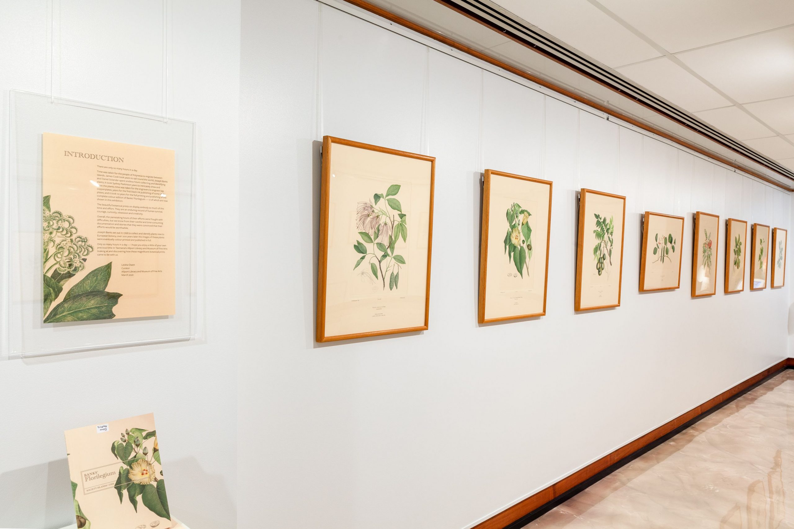A wall with several paintings of plants .