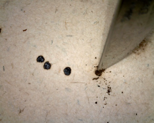 The spot damage being removed with a scalpel 