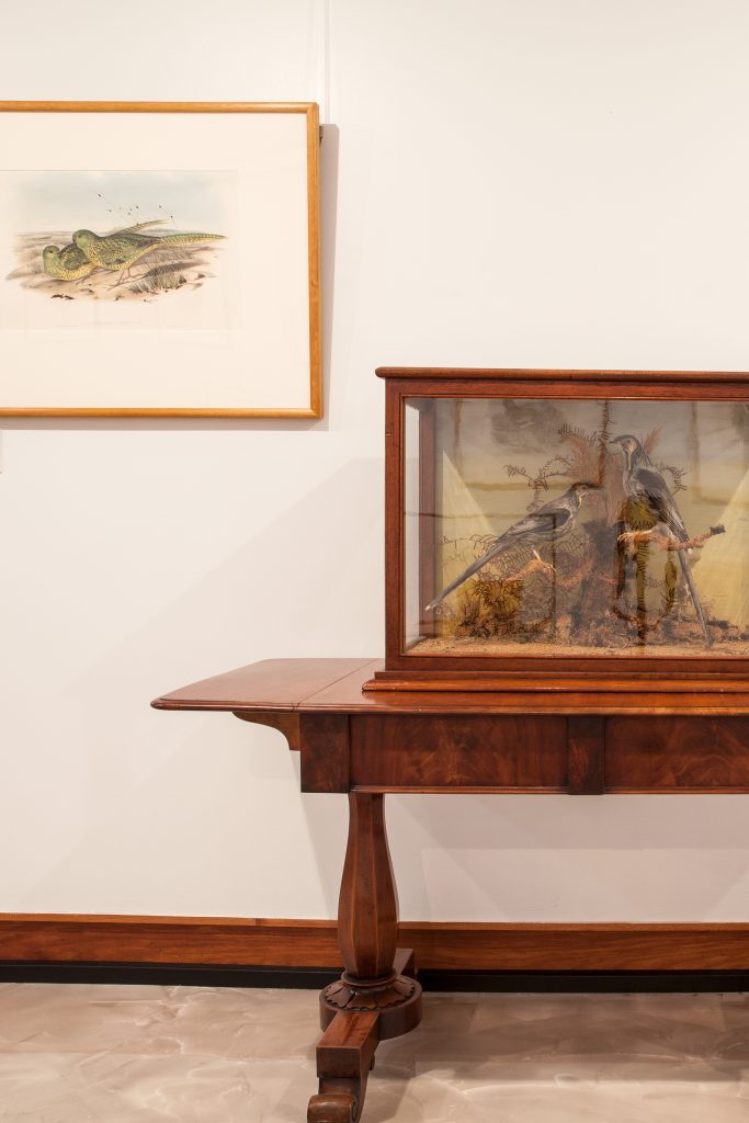 Photo of some of the items on display.  In the top left corner hangs a framed print of two birds nestled on the ground.  On the bottom right is a glass cabinet sat on an antique table displaying two taxidermy birds.