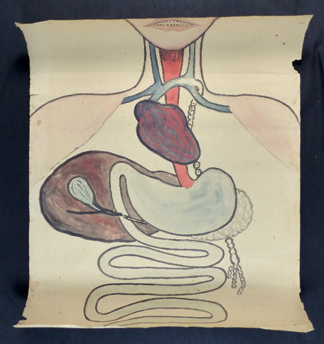A drawing of a persons digestive tract