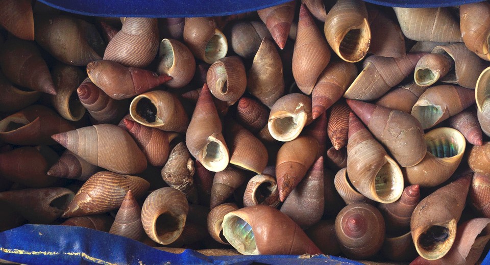 A container filled with red shells