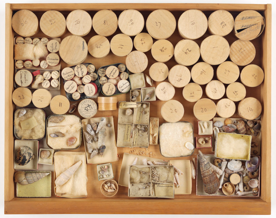 A drawer filled with small boxes and containers, each containing a different kind of small sea shell